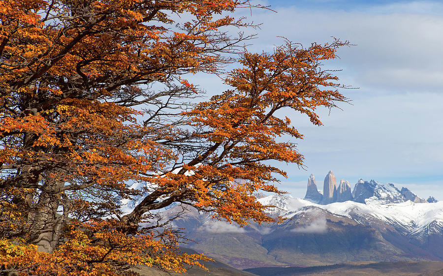 Torres del Paine in Fall Photograph by Max Waugh