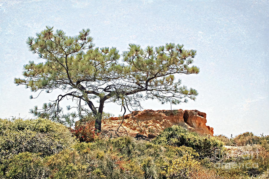 Torrey Pine 1 Photograph by Gabriele Pomykaj
