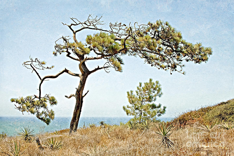 Pacific Photograph - Torrey Pine 3 by Gabriele Pomykaj