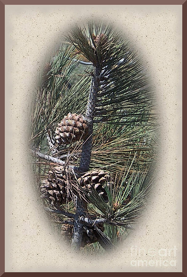 Torrey Pine Cones - 2 Photograph by Charles Robinson