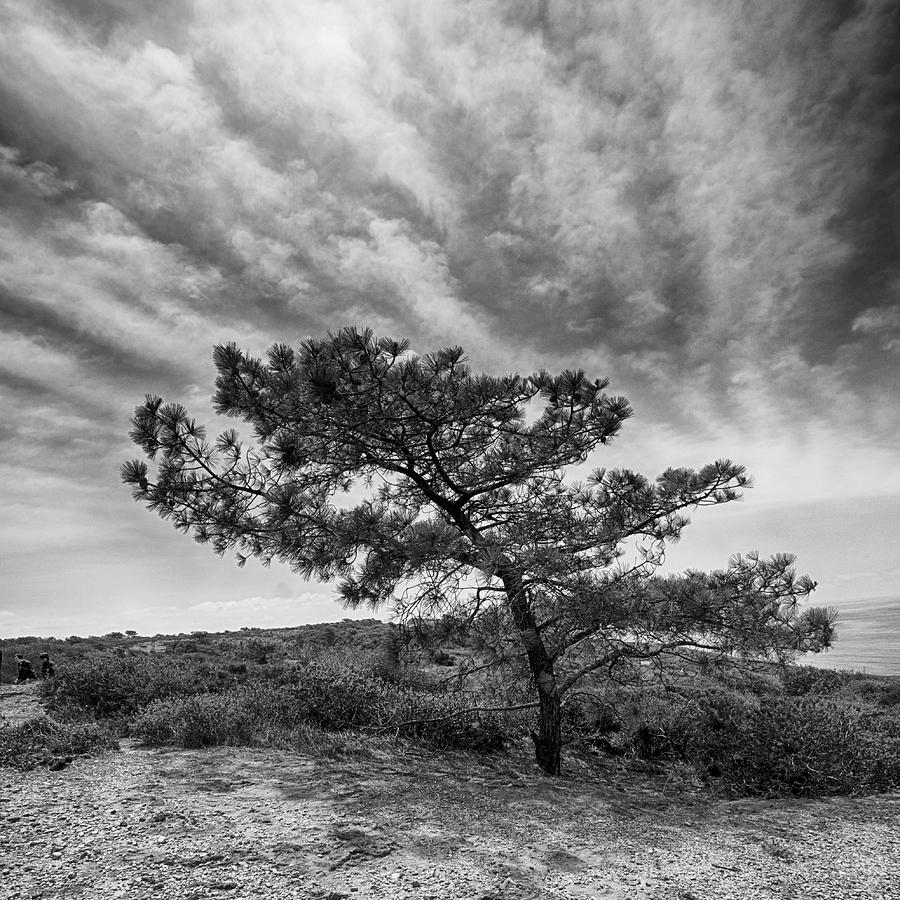 Torrey Pine Photograph by Hugh Smith