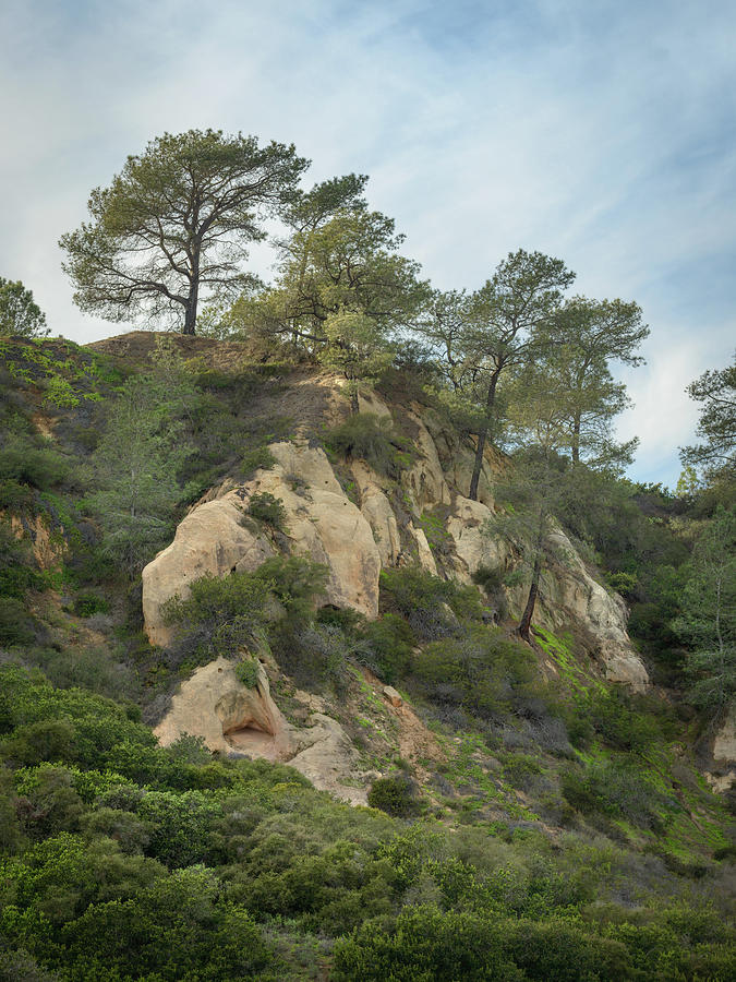 Torrey Pines and Sandstone Photograph by Alexander Kunz