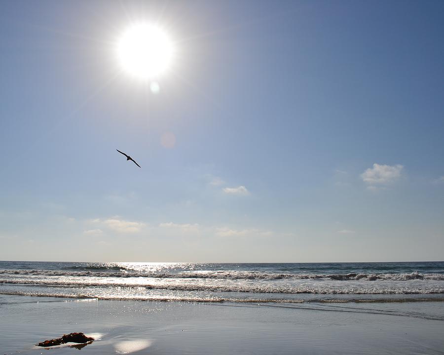 Bird Photograph - Torrey Pines Beach by Christine Owens
