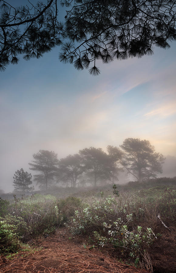 San Diego Photograph - Torrey Pines Foggy Sunrise by William Dunigan