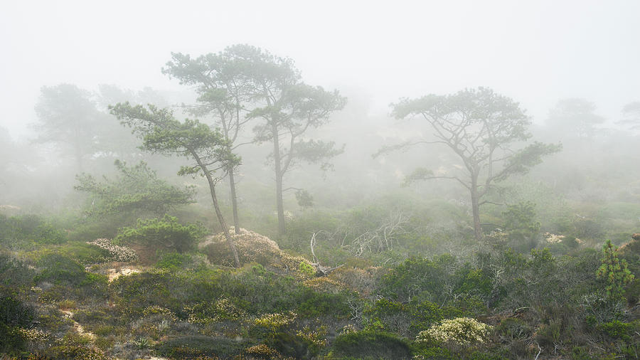 Torrey Pines in Coastal Fog Photograph by Joseph Smith