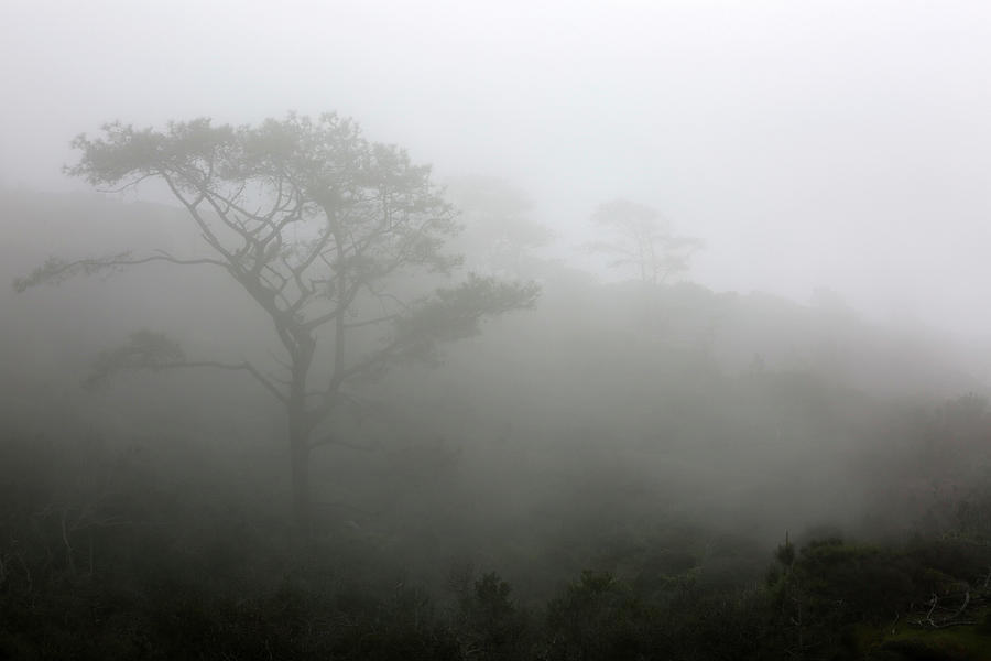 Torrey Pines with Coastal Fog Photograph by Robin Street-Morris