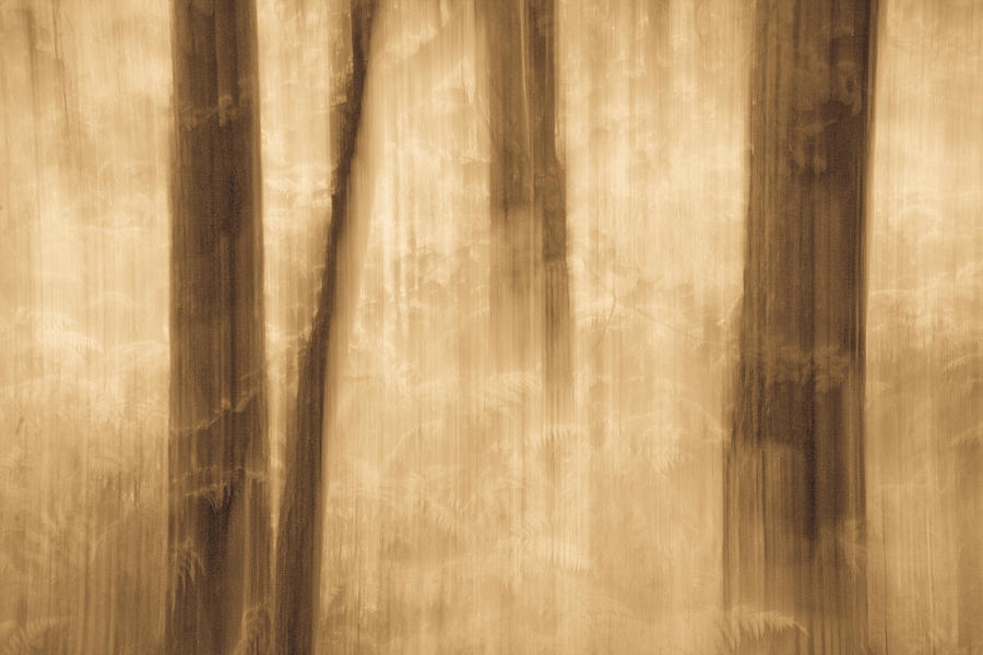 Torridon Forest in the Rain Photograph by John McKinlay