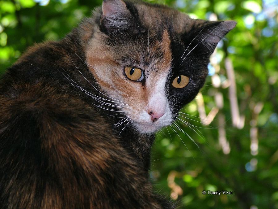 Tortie Photograph by Tracey Vivar
