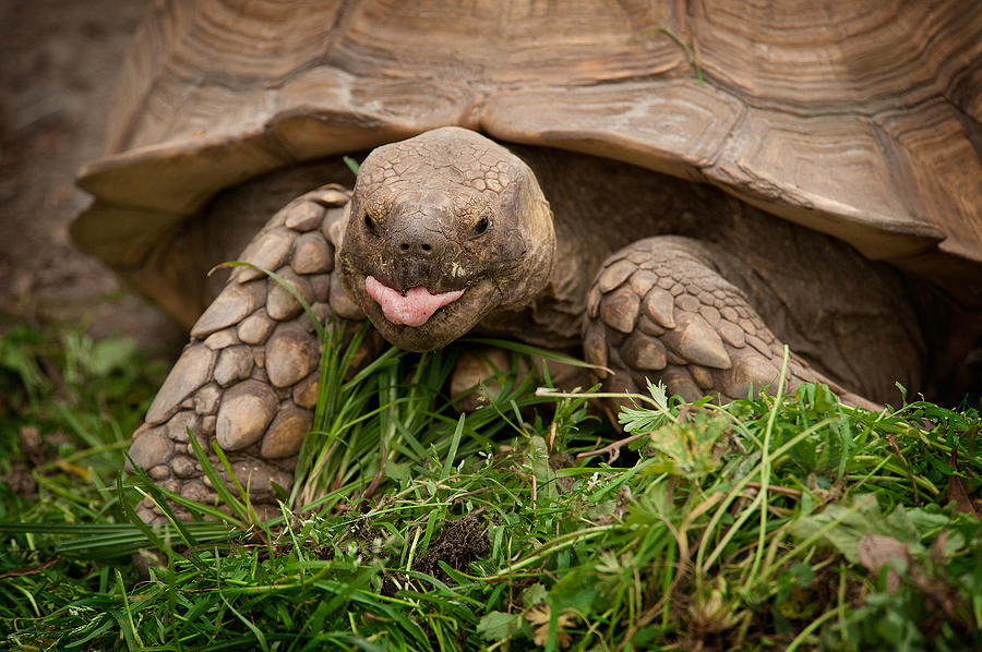 Tortoise 3 Photograph by Joye Ardyn Durham