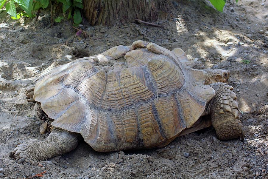 Tortoise Alone Photograph by Michel Poulin - Pixels