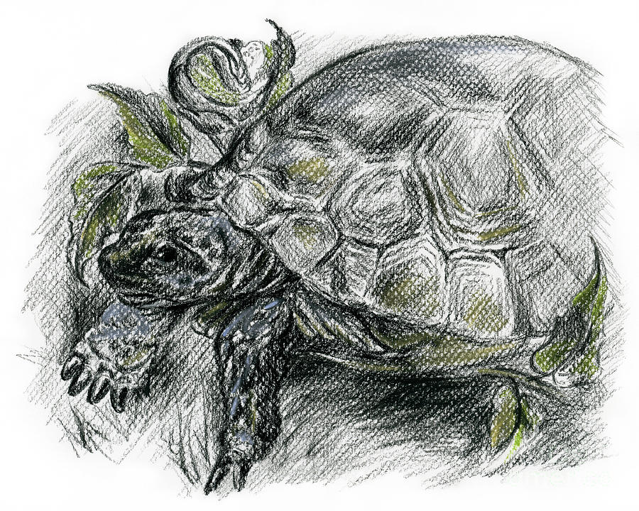 Tortoise among the Ferns Drawing by MM Anderson