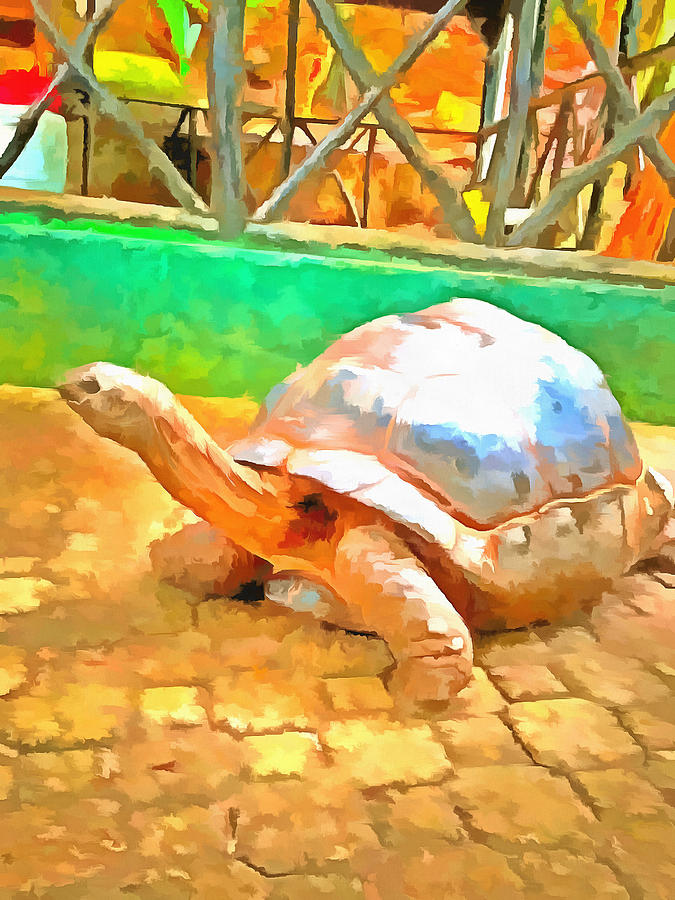 Tortoise  Photograph by Ashish Agarwal