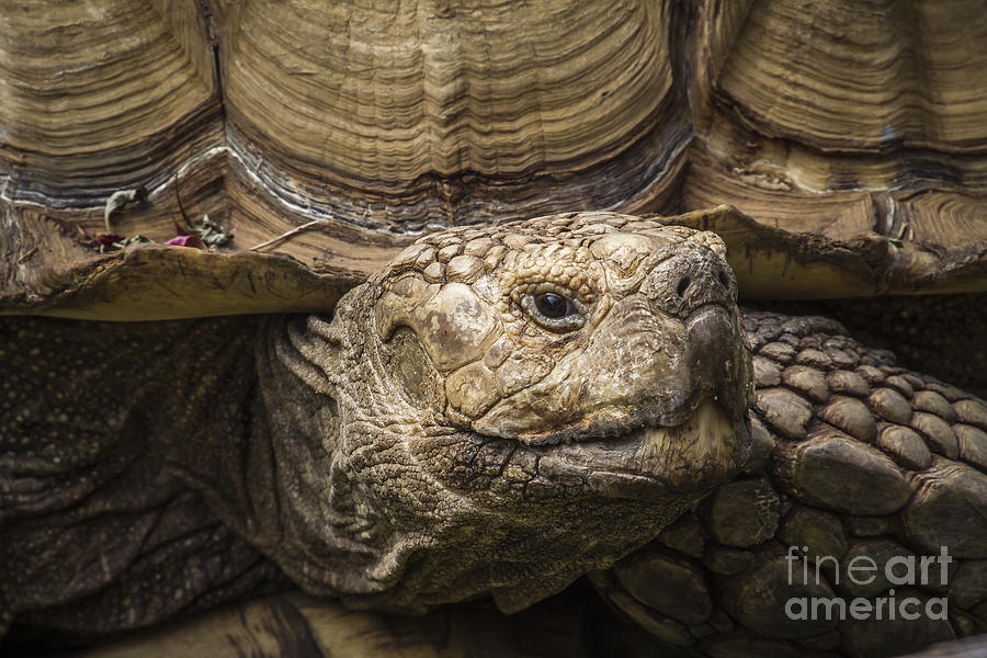Tortoise Portrait Photograph by Joann Long