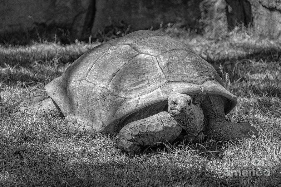 Tortoise In Black And White Photograph by Anne Warfield