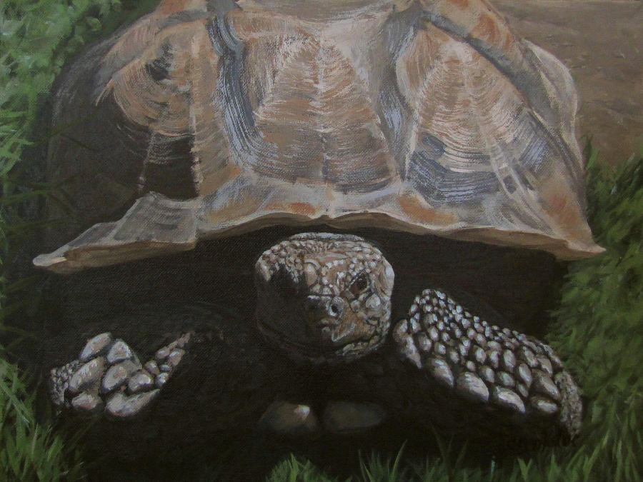 Tortoise Painting by Karen Ilari