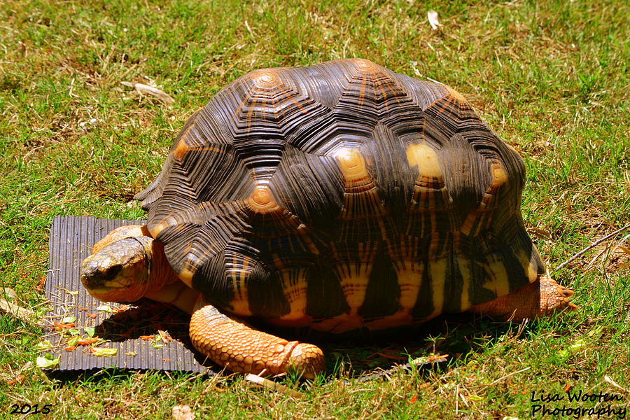 Tortoise Photograph by Lisa Wooten
