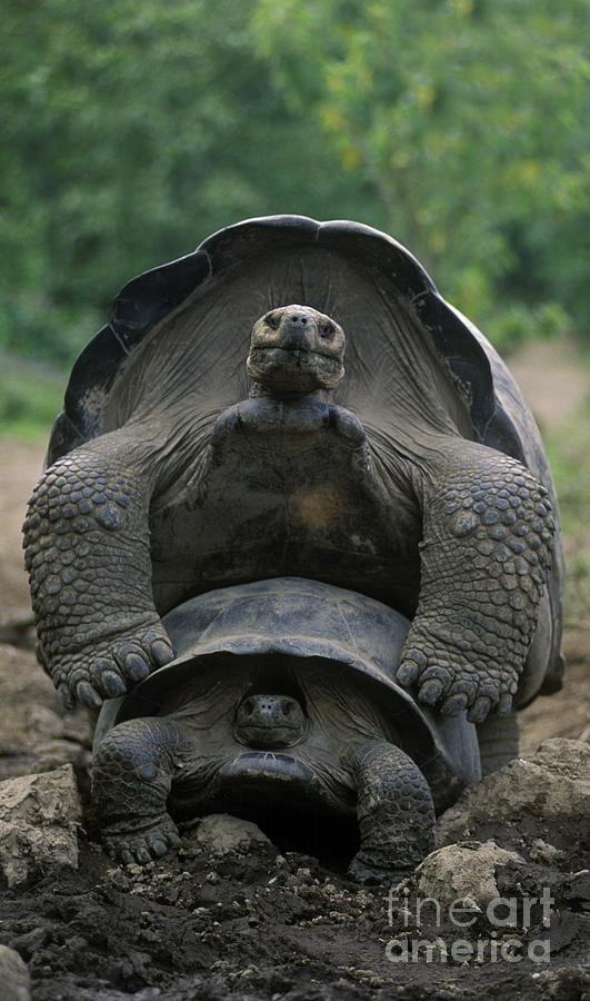 Tortoise Love - Galapagos Photograph by Craig Lovell