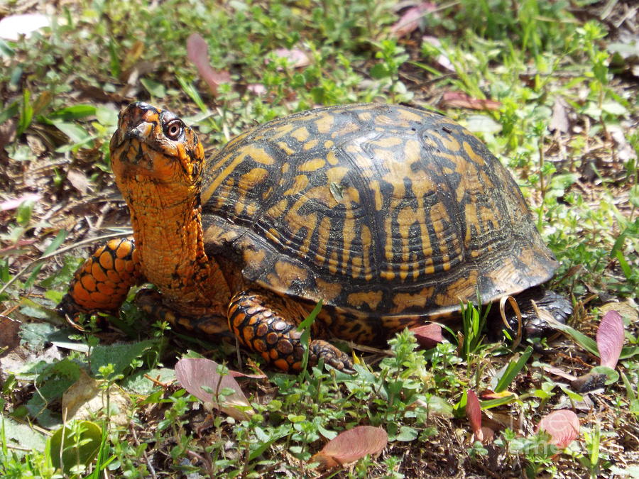 Tortoise Photograph by Marc Watkins - Fine Art America