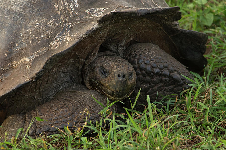 Tortoise Photograph by Mary Jo Cox - Fine Art America