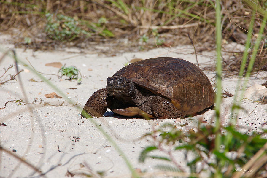 Tortoise Pace Photograph by Michelle Holland - Fine Art America