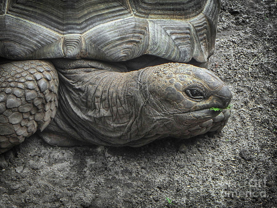 Tortoise Portrait Photograph by Judy Hall-Folde