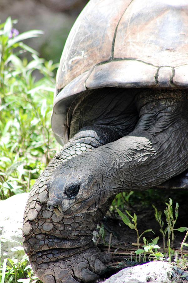 Tortoise Portrait Photograph by Mesa Teresita - Fine Art America