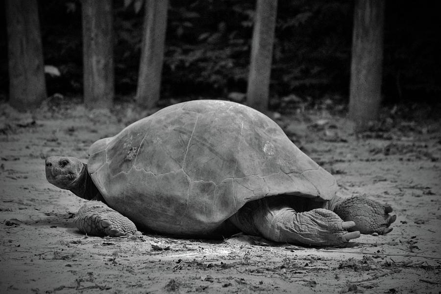 Tortoise Relaxing Photograph by Cynthia Guinn