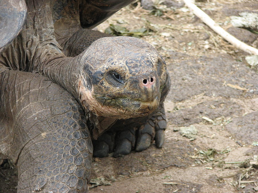 Tortoise Photograph by Sandra Bourret | Fine Art America