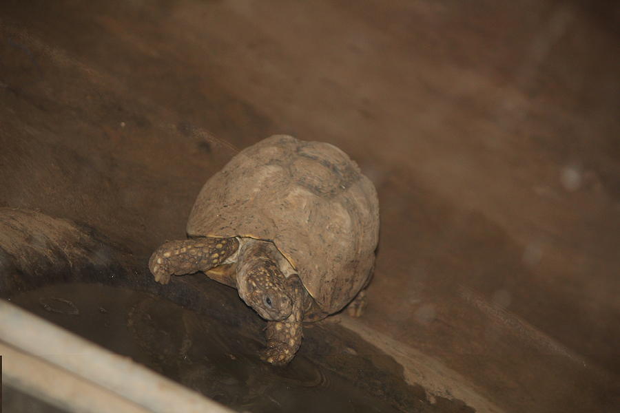 Tortoise Photograph by Sparsh Goel - Pixels