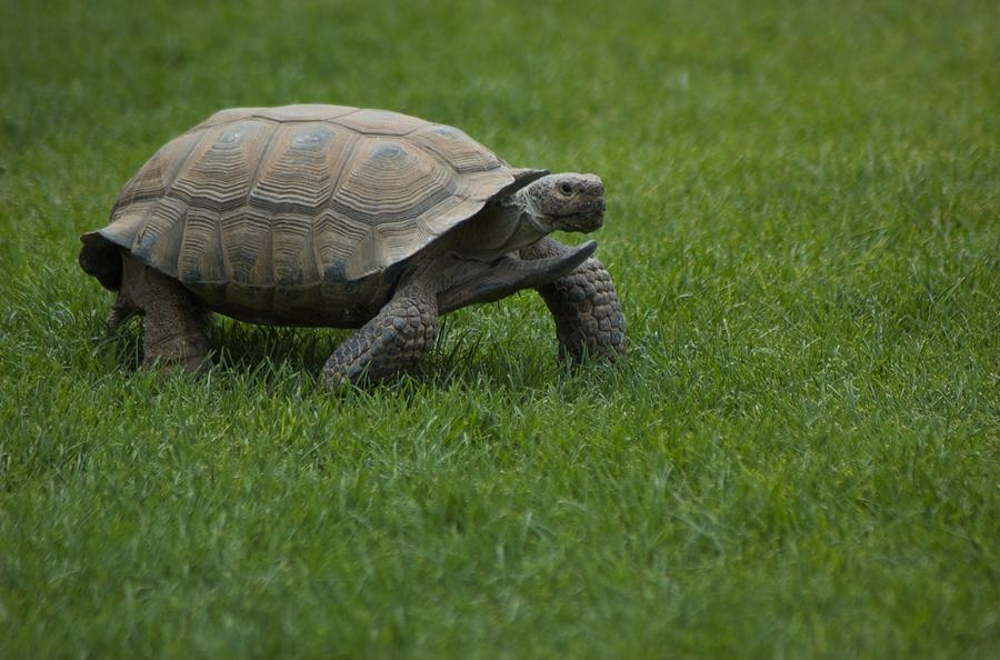Shell Photograph - Tortoise by Susan Heller