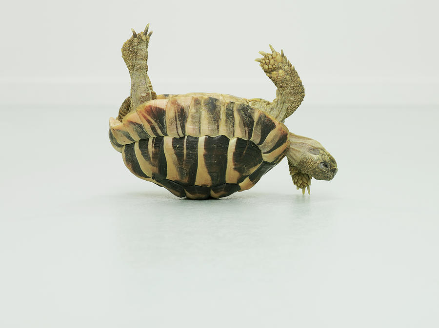 Tortoise Upside Down, Balancing On Shell Photograph by Oppenheim Bernhard