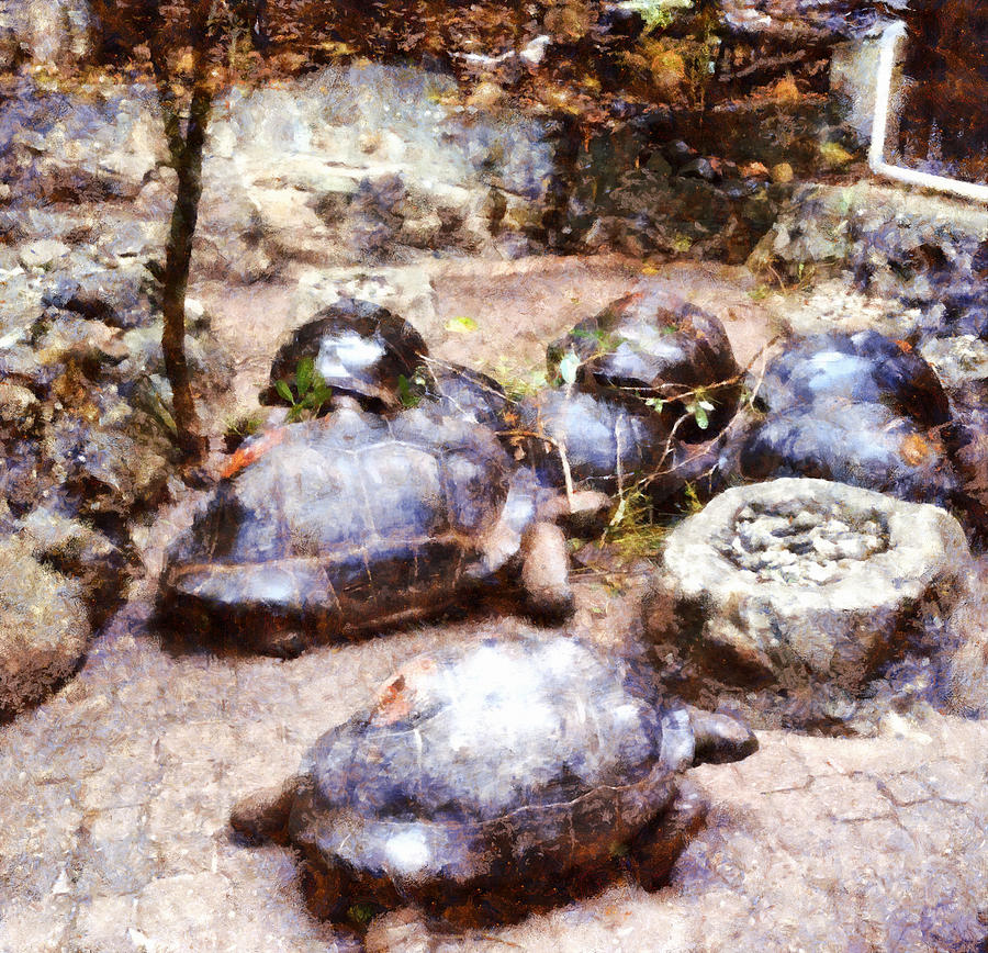 Tortoises at rest Photograph by Ashish Agarwal