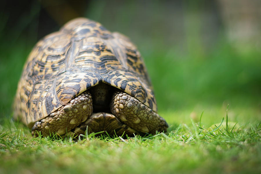 Tortoises hiding Photograph by Warren Bourne - Fine Art America