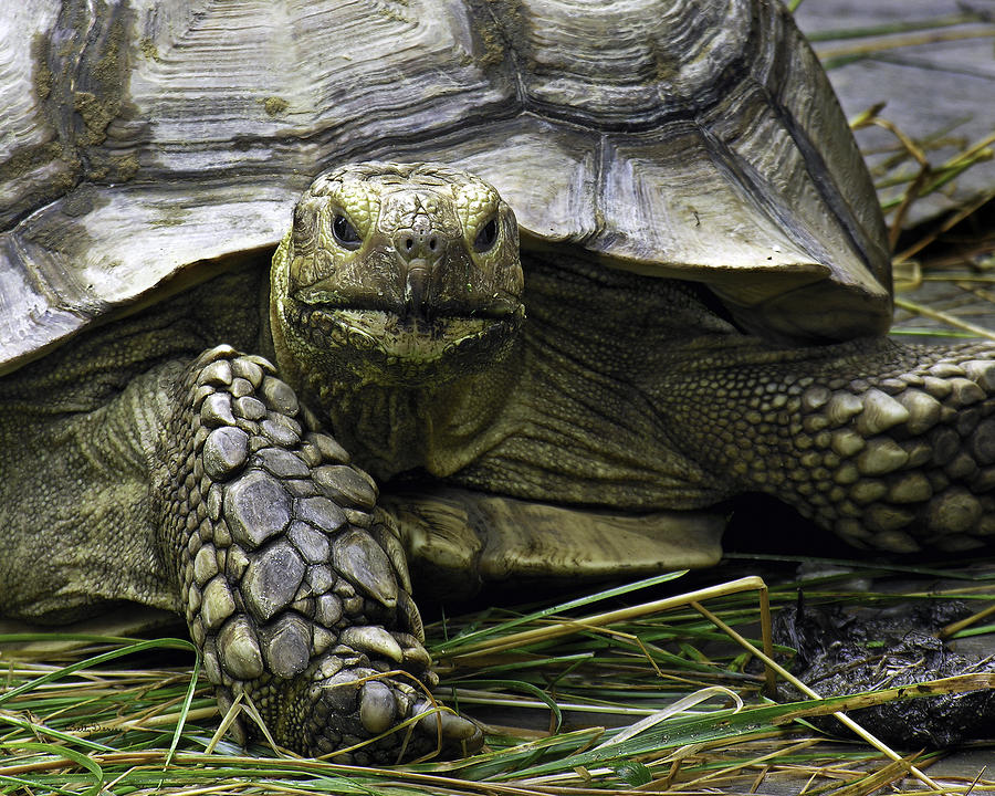 Reptile Photograph - Tortoises Stare by Betty Denise