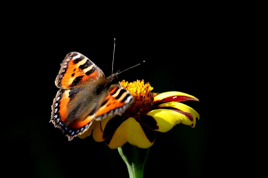 Tortoiseshell Butterfly Photograph by Ian Sanders