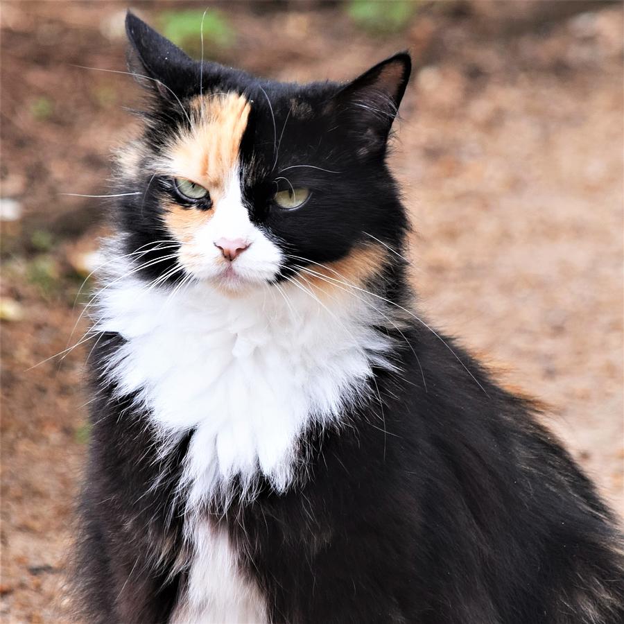 Calico Cat at Gibbs Gardens Photograph by Mary Ann Artz - Pixels