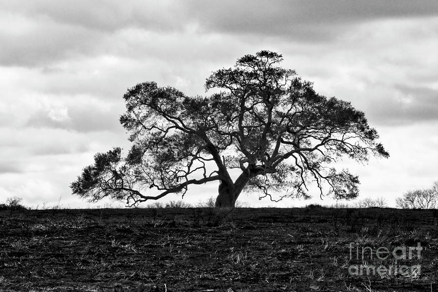 Tree Photograph - Tortue Oak by Scott Pellegrin