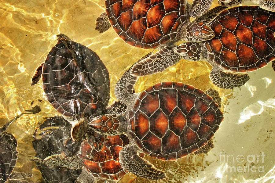 Tortuga Babies Photograph by Kathy Strauss