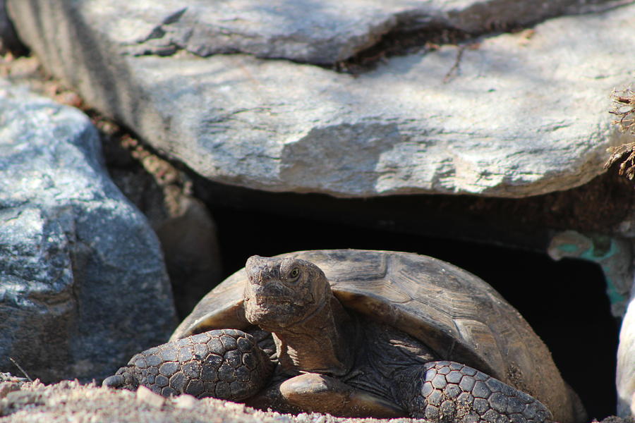 Nature Photograph - Tortuous Waking in Sun by Colleen Cornelius