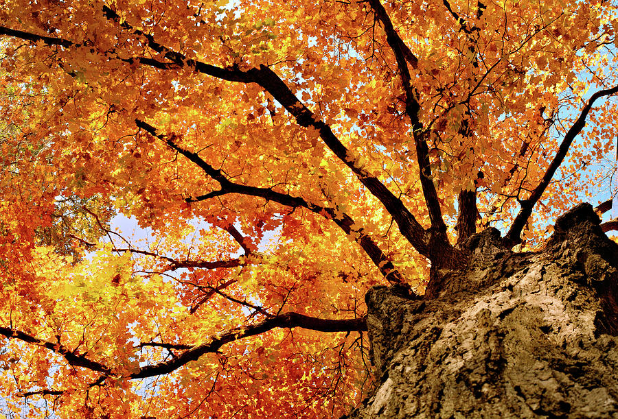 Tosanak Golden Maple Photograph by Bonfire Photography | Fine Art America