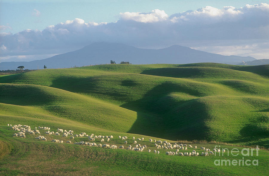 Sheep Photograph - Toscana Too by Lionel F Stevenson