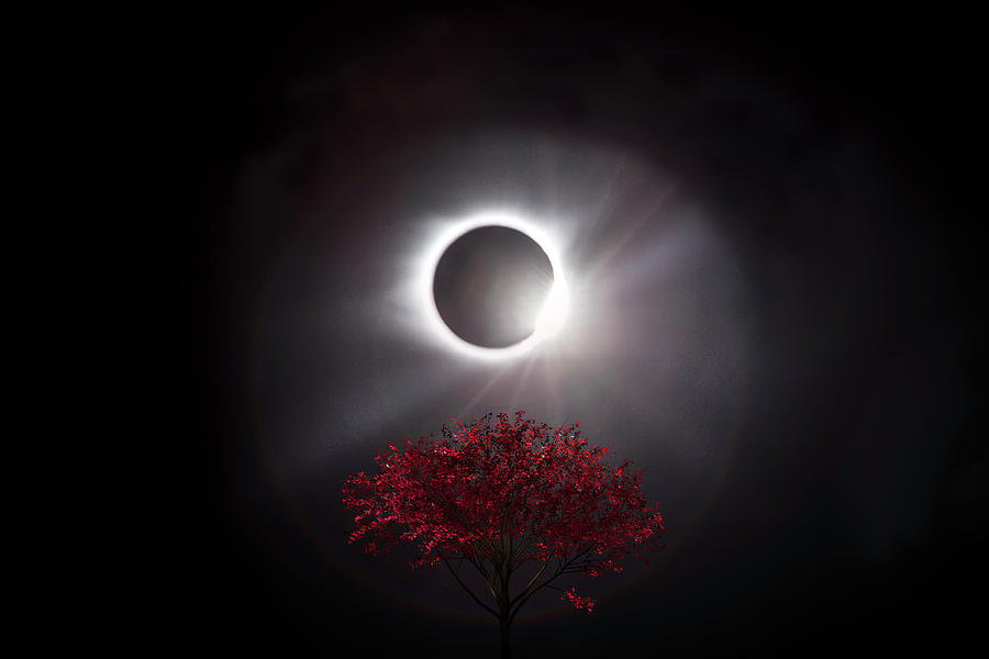 Total Eclipse of the Sun in Art Diamond Ring and Tree Photograph by Debra and Dave Vanderlaan