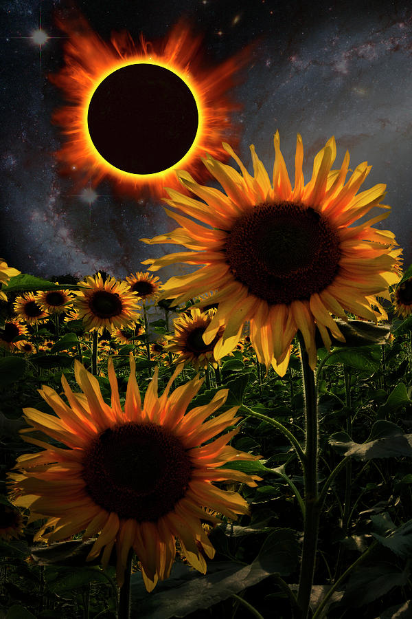 Total Eclipse of the Sun Over the Sunflowers Digital Art by Debra and Dave Vanderlaan