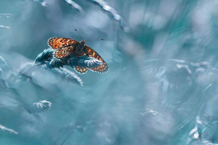 Butterfly Photograph - Total Kheops by Fabien Bravin