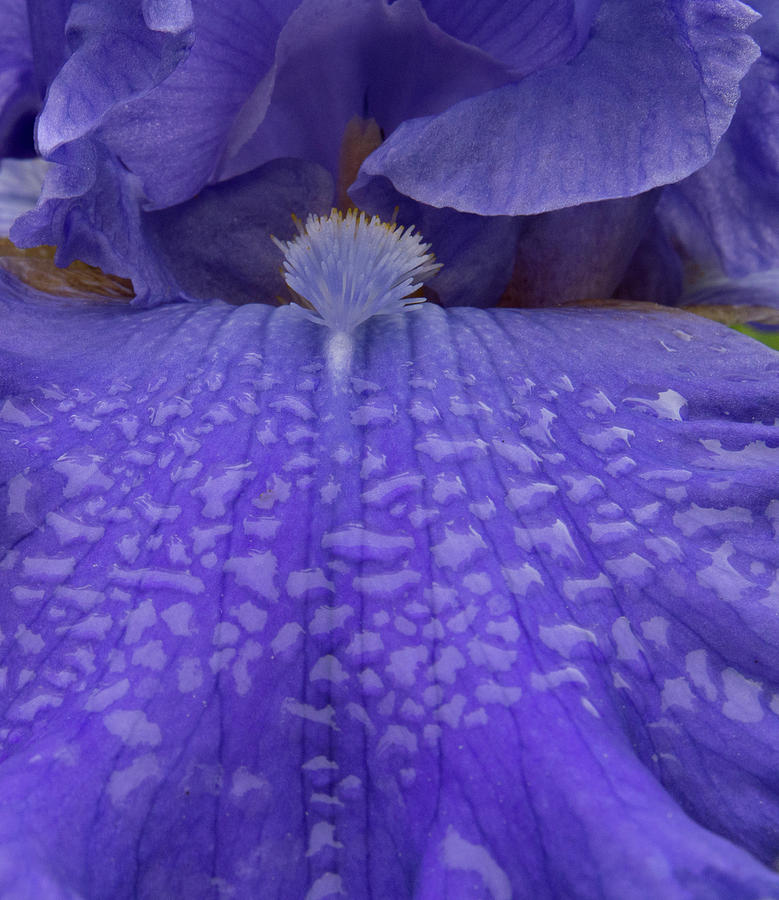 Totally Blue Iris Photograph by Jean Noren
