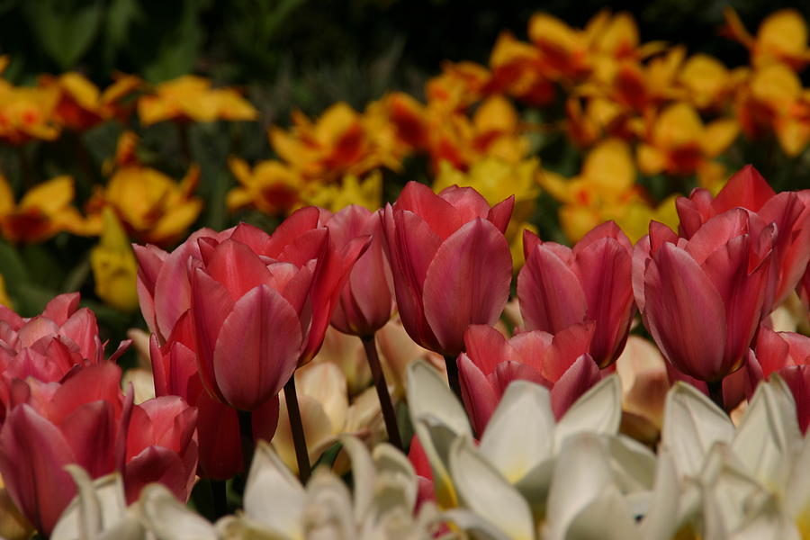 Totally Tulips Photograph by Martina Fagan