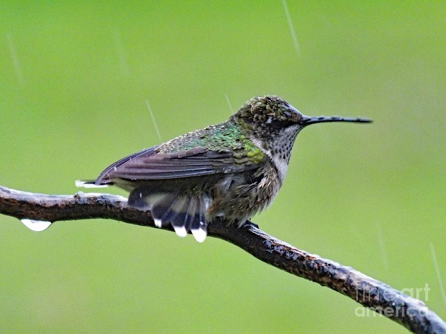 Totally Wet But Beautiful - Ruby-throated Hummingbird Photograph by ...