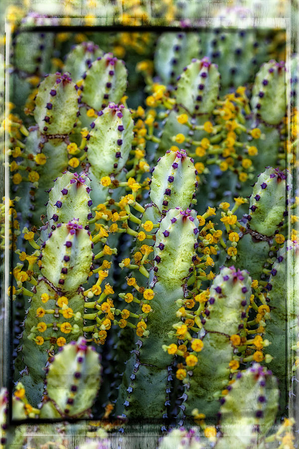 Totem Cactus Photograph by David Wagner