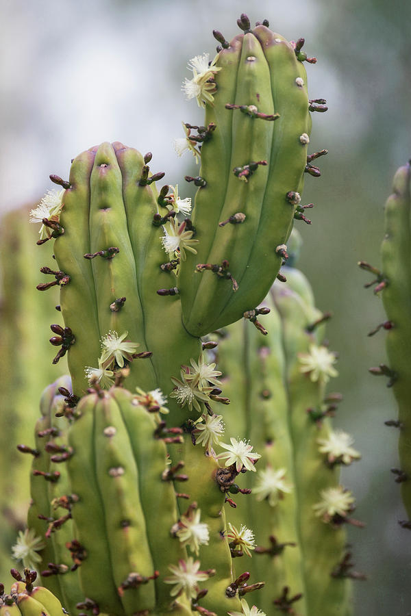 Totem Cactus  Photograph by Saija Lehtonen