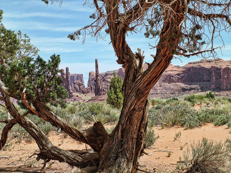 Monument Valley Photograph - Totem Through The Trees by James R Stout